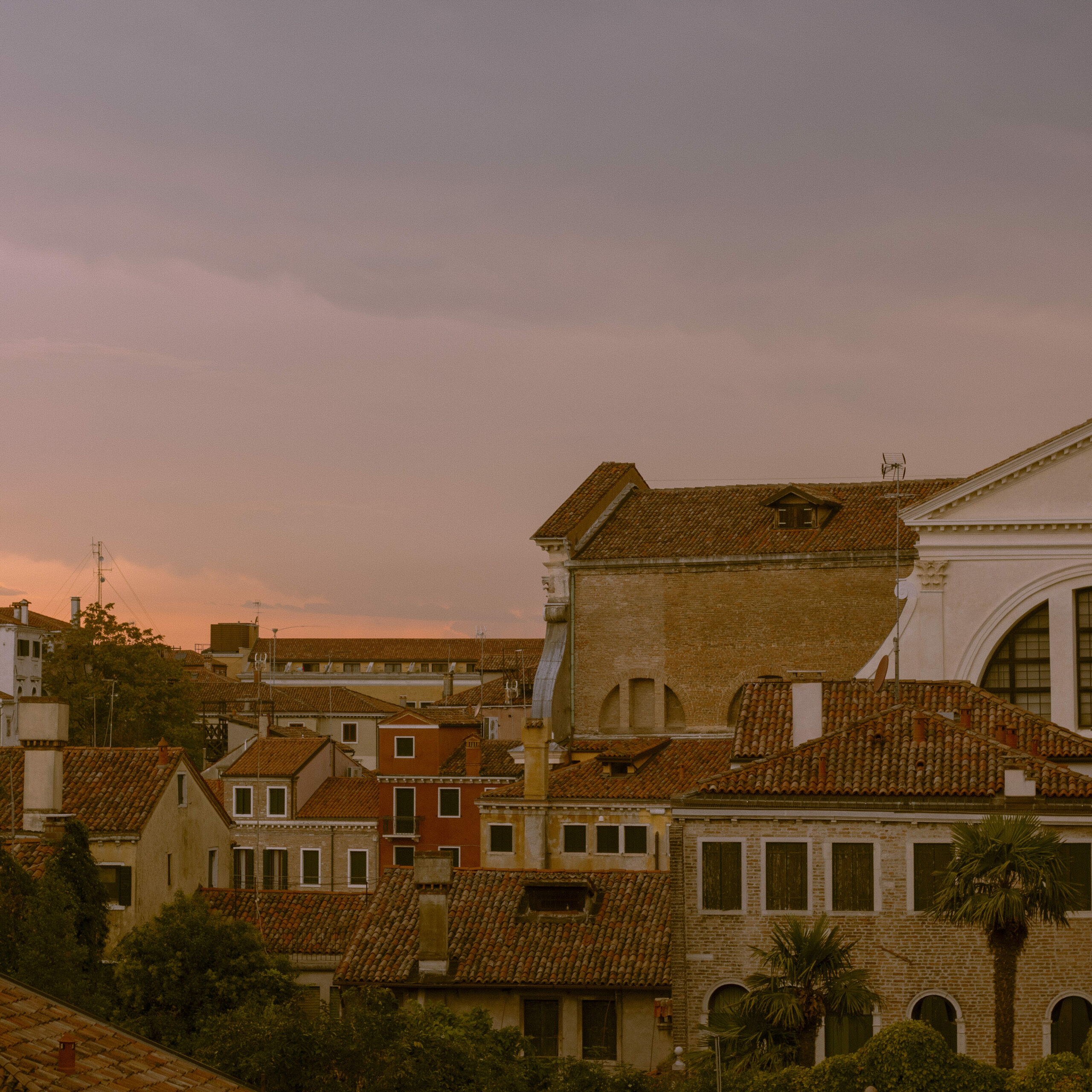 Clump of buildings and palm trees. Venice, Italy