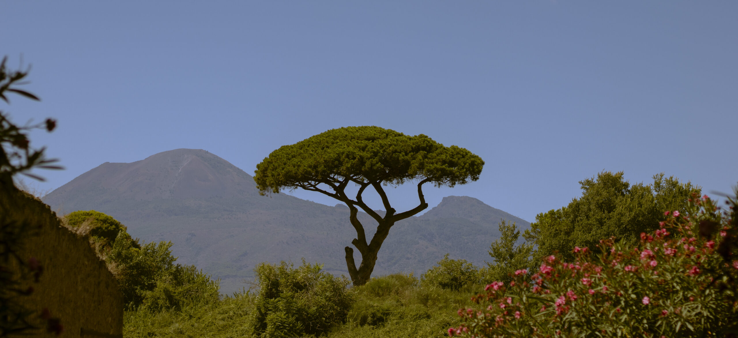 Tree in front of vast mountains in Pompeii, Italy